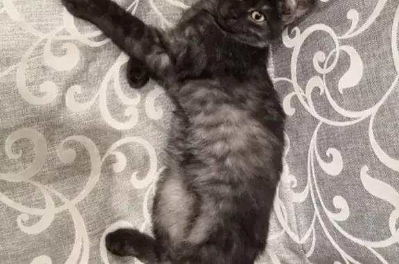 Кошки потеряшки, Братск, фото: Потеряшка кошка Скотти в Братске, Иркутская обл.