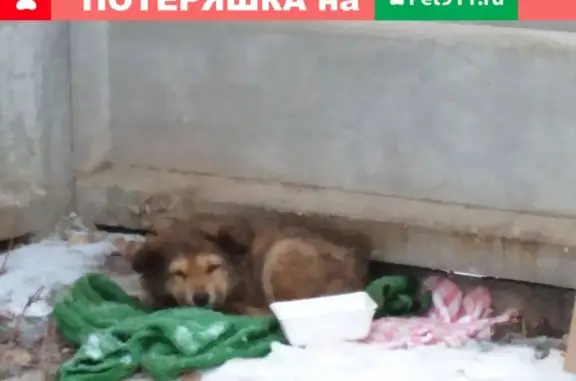 Собака найдена в Куйбышевском районе, Самарская обл.