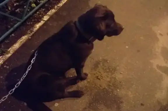 Найден щенок на ул. Атарбекова, 1