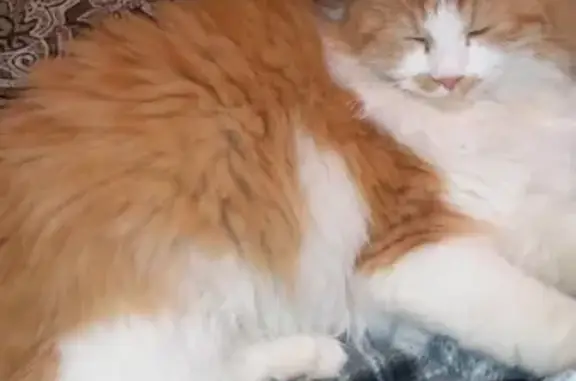 Кошки потеряшки, Матвеев Курган, фото: Потеряшка кошка, вознаграждение. Матвеев Курган.