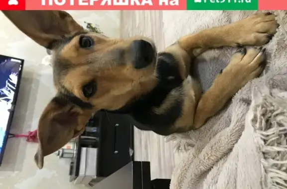 Собака найдена в Кемерово.