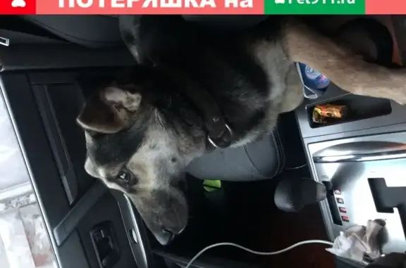 Найдена собака на Варшавском шоссе, ищем хозяев.