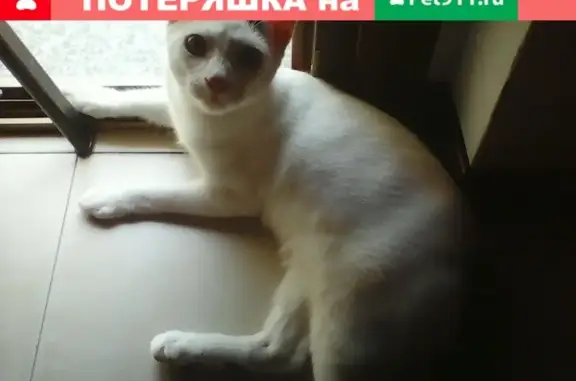Пропала кошка Данил, Майский посёлок, Белгородская область