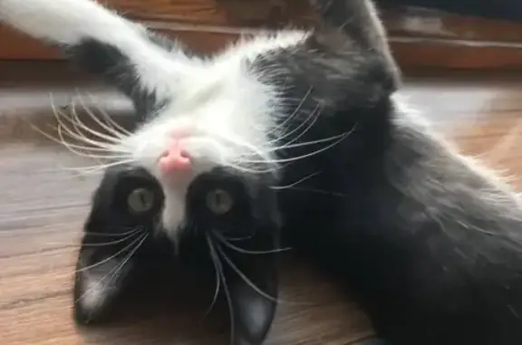 Кошки потеряшки, Кавказский, фото: Потеряшка кот в Кавказском, похож на рекламу Феликса