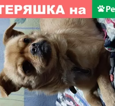 Собака найдена на Маяковского, Энгельс, Саратовская обл.