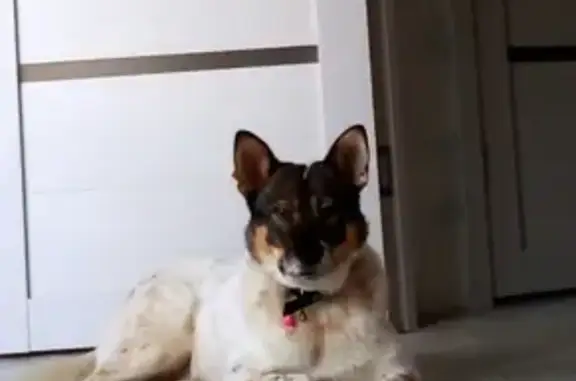 Собаки потеряшки, Нижний Новгород, фото: Потеряшка собака Бора в Н.Новгороде, район кинотеатр Электрон.