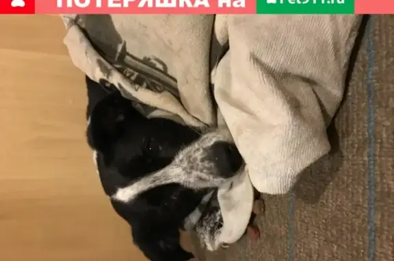 Собака найдена на улице Труфанова в Ярославле.