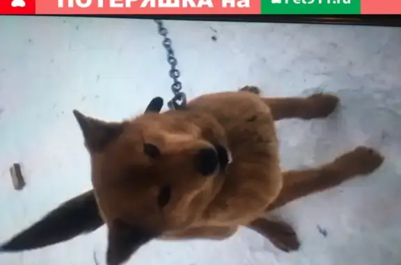 Пропала рыжая собака в деревне Куда, Иркутская область, ул. Васильева, 19а