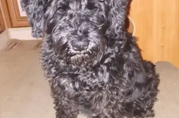 Собака беременная найдена в гаражном кооперативе Малыш, Чита