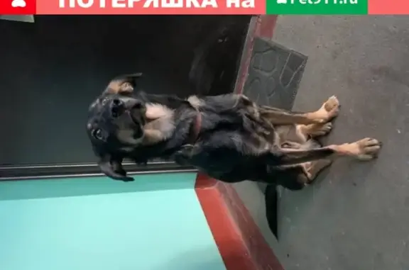 Найден домашний пес в центре Хабаровска с ошейником