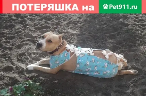 Собаки потеряшки, Астрахань, фото: Потеряшка собака Нора в селе Началово, Астраханская область