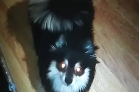 Собаки потеряшки, Нижний Новгород, фото: Потеряшка шпиц в Ленинском районе, 28.12.2019