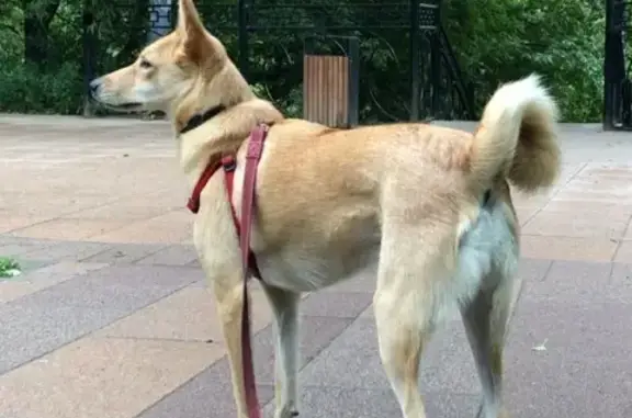 Пропала собака в районе Свиблово, Москва