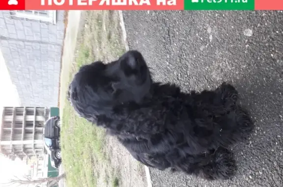 Найдена собака возле дома на Анпском шоссе 53к2 в Новороссийске