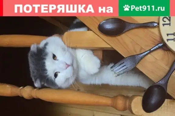 Пропал крупный черно-белый котик в Абрамцево, Московская обл.