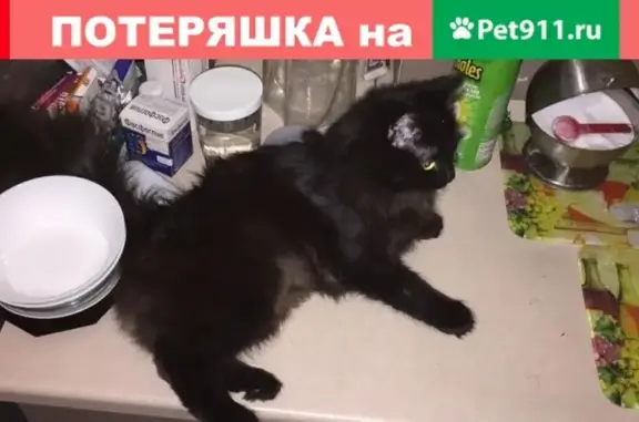 Пропала кошка по адресу ул. Максима Горького 75, Пермь.