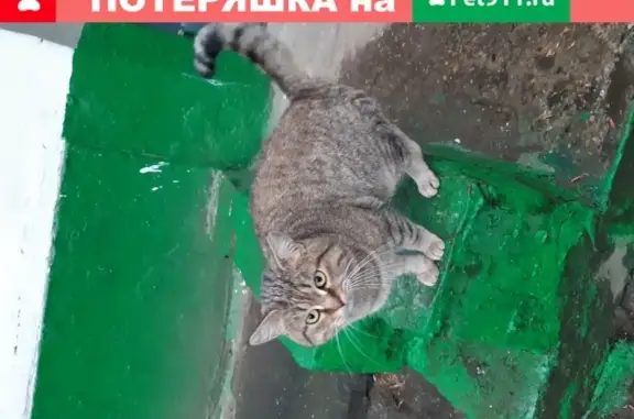 Найден кот мальчик в Москве