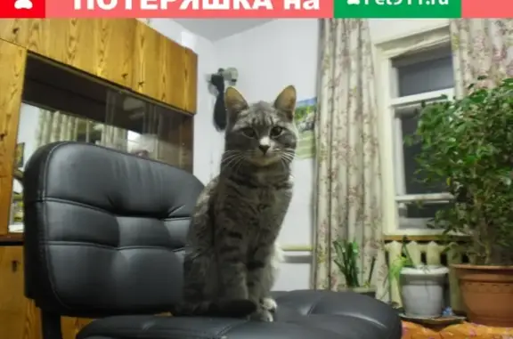 Кошки потеряшки, Новосибирск, фото: Потеряшка кот Кузя в поселке Рассвет, Новосибирск