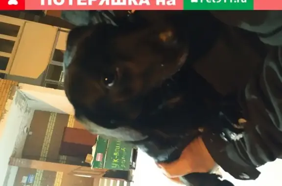 Собака найдена на улице Мезенцева 44к4