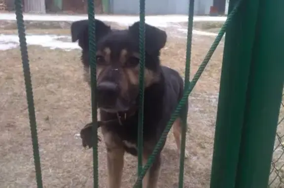 Найден контактный пёс в Лукино, Нижегородская область