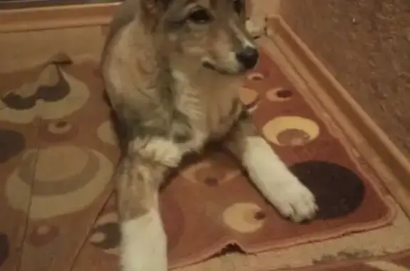 Найдена собака на Комсомольском проспекте, рядом с магазином 