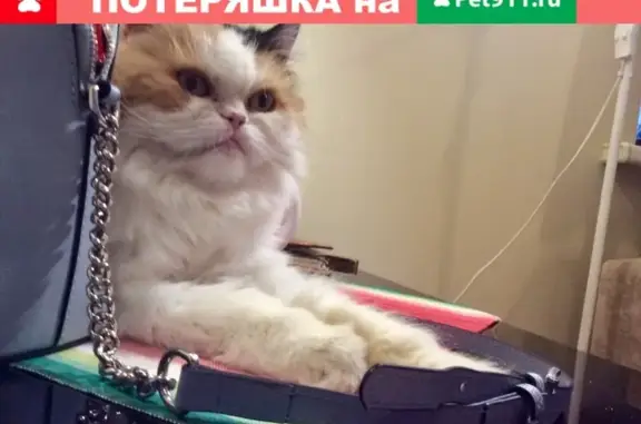 Найдена стерилизованная кошка в Москве.