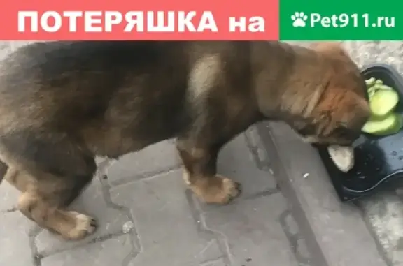 Найден щенок возле Сбербанка на Желябова в Липецке