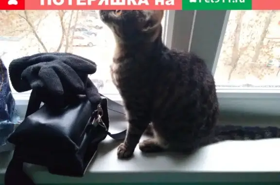 Потерянный кот в 30-м микрорайоне Иваново
