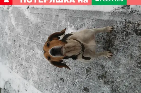 Найдена собака в Майском без ошейника