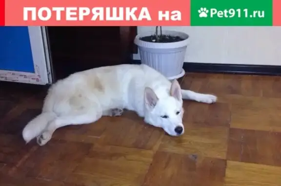Собаки потеряшки, Краснодар, фото: Потеряшка лайка СЭМ, адрес: ул. Трудовой Славы 26 (Краснодар)