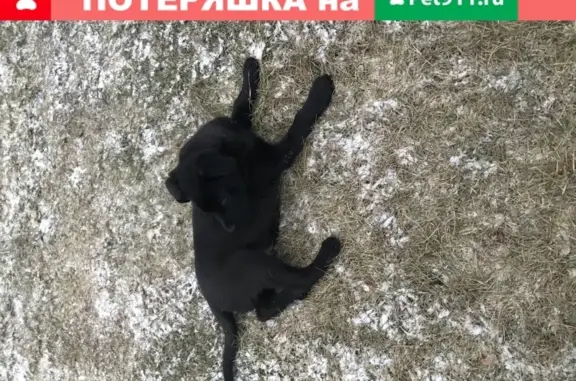 Найден щенок возле метро Беломорская