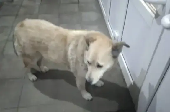 Собака найдена на улице Рябиновой, дом 46/1.