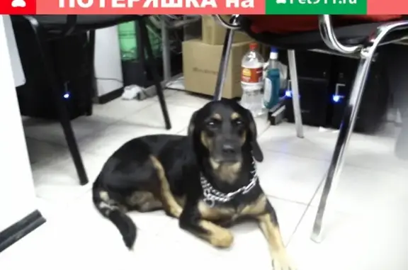Собака найдена в магазине Магнит на ул. Сельская, Воронеж.