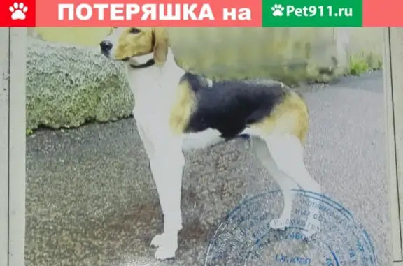 Пропала собака в Курске, окрас чёрно-пегий