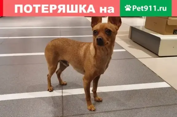 Собака найдена в районе Янтаря, Геленджик.