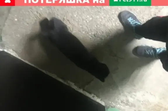 Найдена чёрная кошка с зелеными глазами в мкр-Паново 26, Кострома
