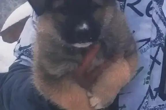 Пропала пушистая собака в Хвалынске, Саратовская область, Садовая улица, 3