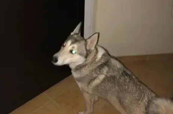 Найден пес в Геленджике, Краснодарский край