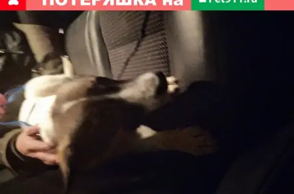 Найдена белая собака на Алтуфьевском шоссе 29.12.2019