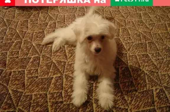 Пропала собака Артик в Хадыженске