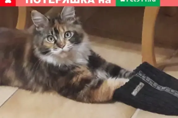 Пропала кошка Мен-кун в Новороссийске, Лесная ул. 12