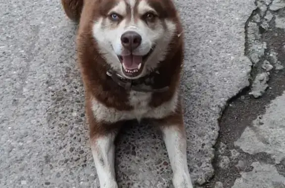 Найдена собака, Калининград, фото: Найден юный кобель Хаски на Камской улице 2Б