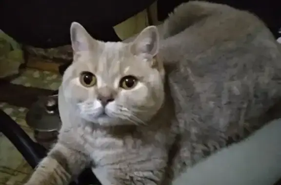 Найден кремовый кот Говорун в Челябинске