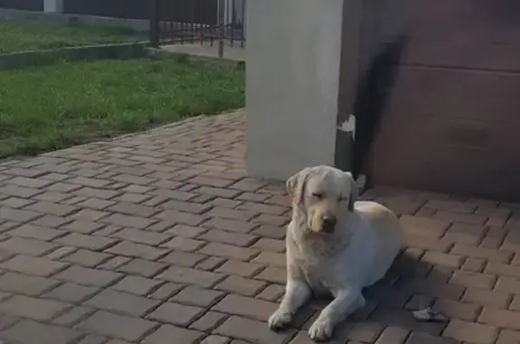 Собака с ошейником найдена в Белгородской области