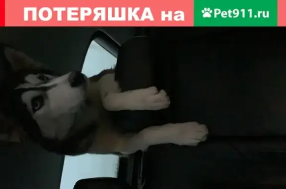 Найдена собака Хаски в Барском-Мелечкино, Московская область
