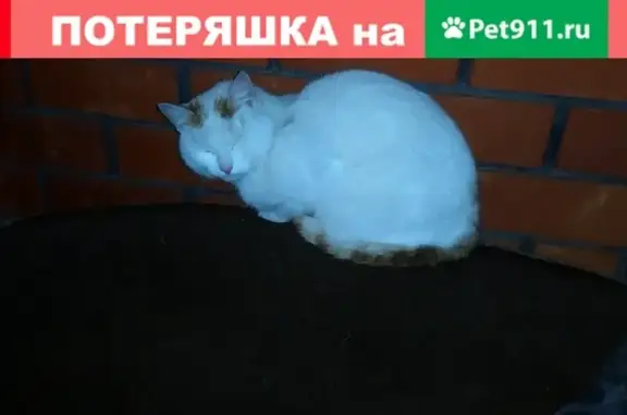 Найдена кошка на улице Кутузова в Белгороде
