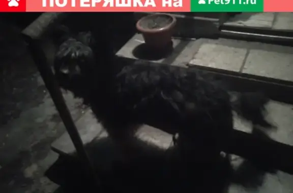 Найдена собака, Липецк, фото: Собака на ул. Ленина в Фащёвке, Липецкая обл.