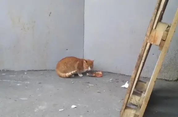 Найдена кошка в Санкт-Петербурге