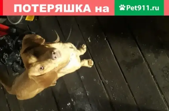 Найдена собака в Красносельском районе, ищет хозяина