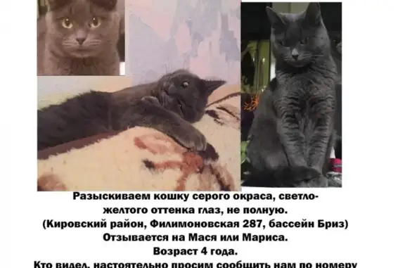 Пропала кошка Мася на Филимоновской, Ростов-на-Дону